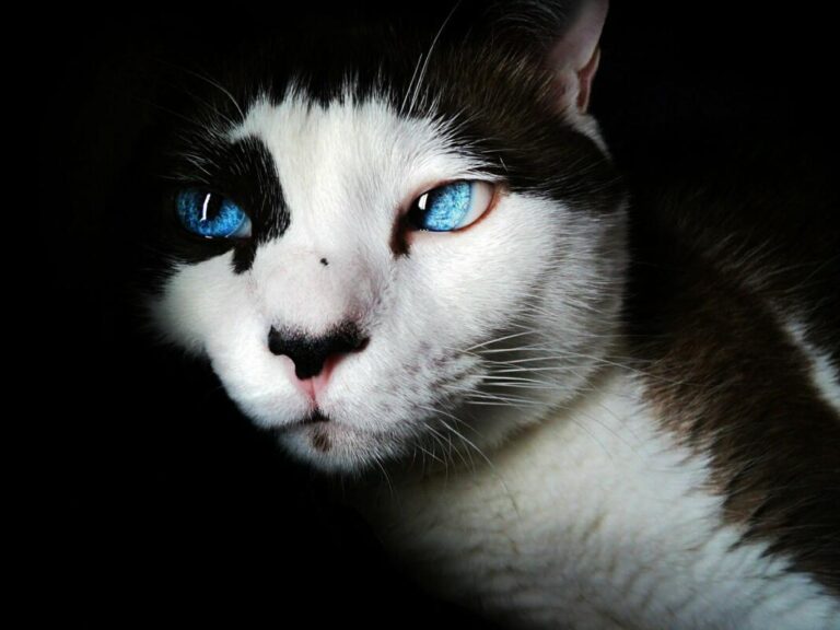 chat siamois les super-pouvoirs du chat spirituel